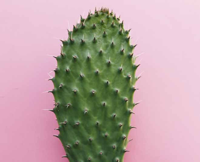 plantă de cactus