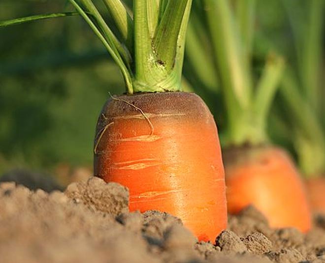 easy carrot growing tips