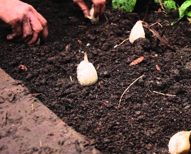 growing garlic in container