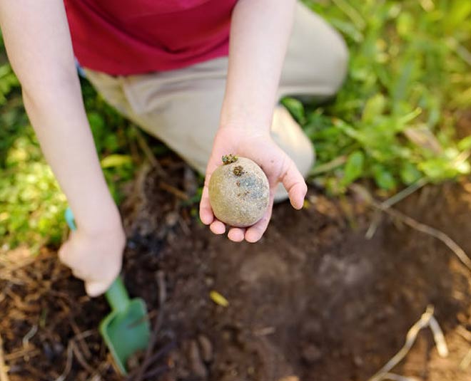 growing potatoes in container