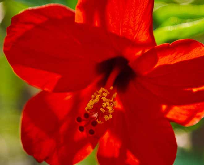 hibiscus flower natural colour inside