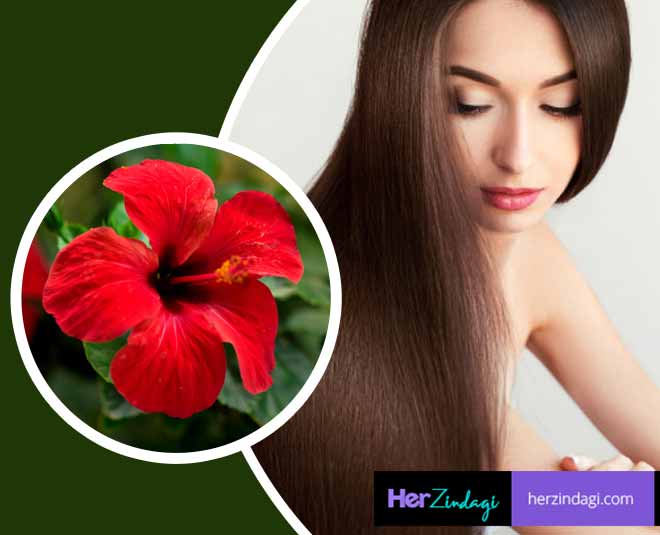 गडहल क फल स दर हग बल क कई समसयएHibiscus Flower Hair care   Beauty4her