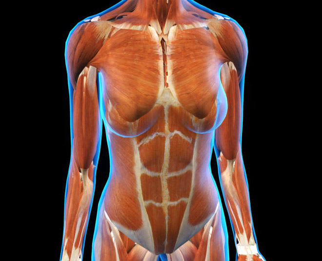 muscle health seeds apricot