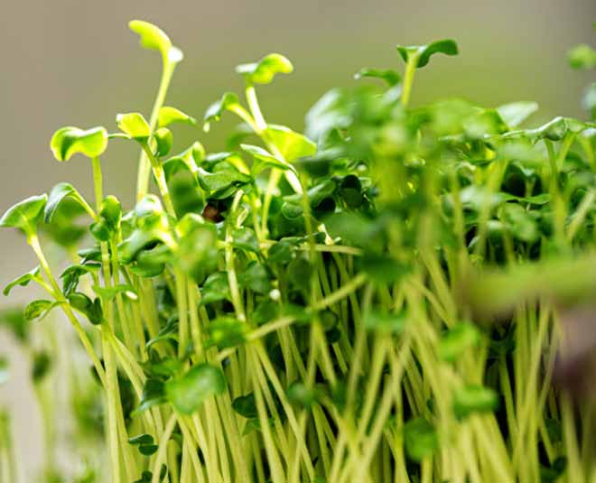 mustard micro greens for health inside