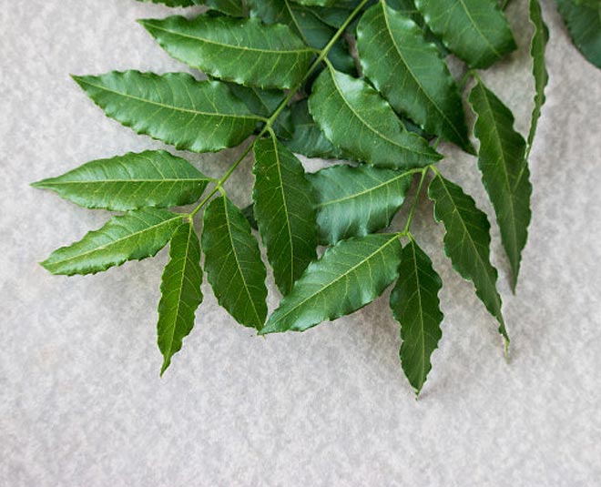 neem leaves hair rinse