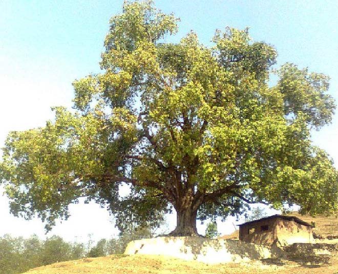 peepal tree in hinduism
