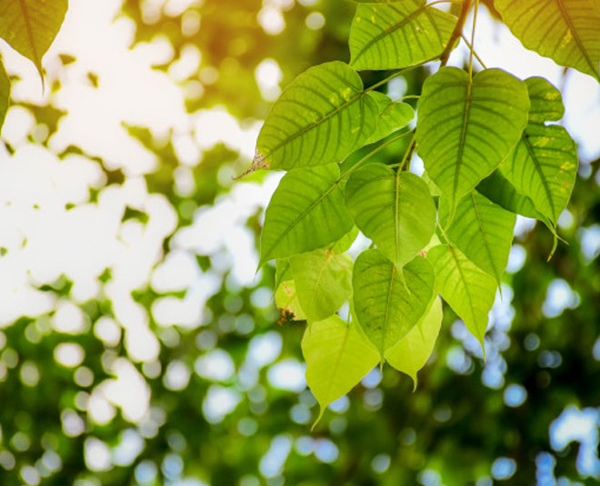 peepal tree puja for success keywords