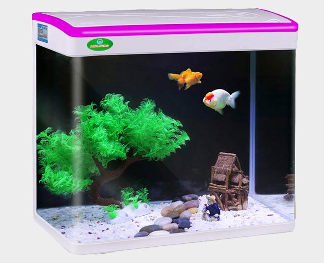 tips to take care of aquarium inside 