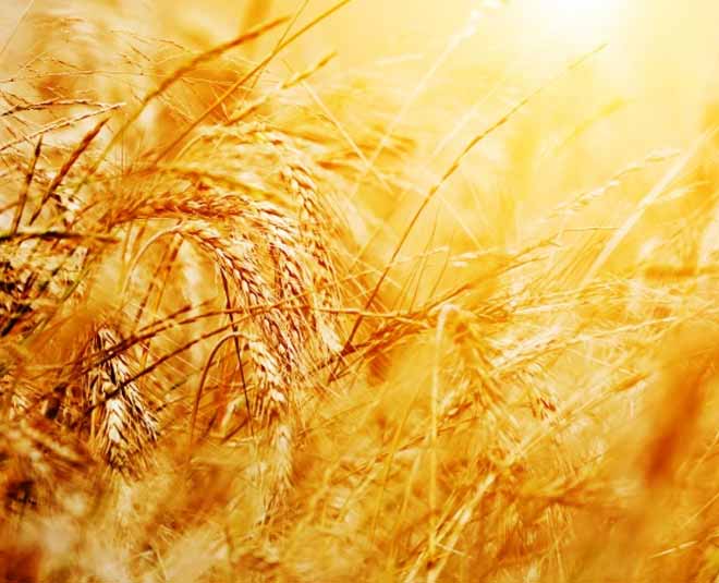 whole grain food to avoid diabetes