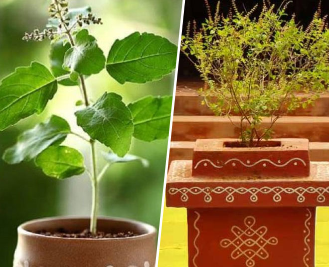 how-to-grow-tulsi-plant-at-home-in-7-easy-steps