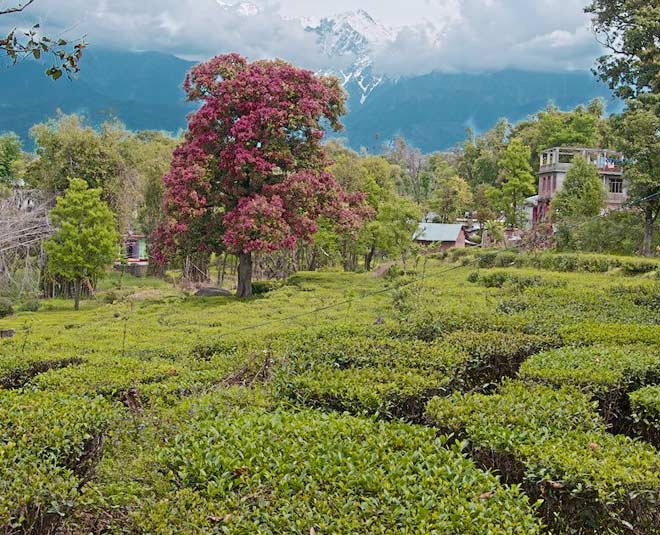 करेरी झील किनारे घूमने से लेकर चामुंडा देवी के दर्शन करने तक, कांगड़ा में इन 5 जगहों को देखने का मजा लीजिए