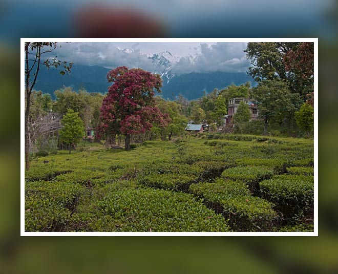 destinations near pathankot to visit palampur