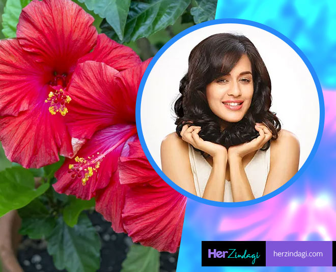Hair Care Tips: Hibiscus Flower For Strong And Silky Hair In Hindi | hibiscus  flower for strong and silky hair | HerZindagi