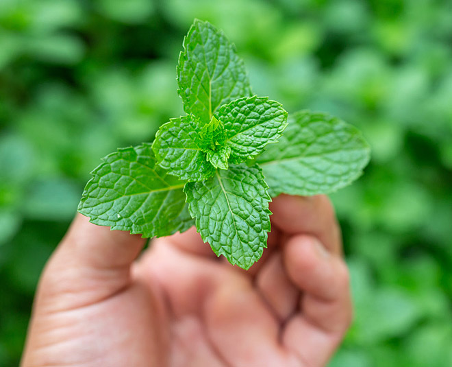 Mint Leaves / Pudina - 1 Each