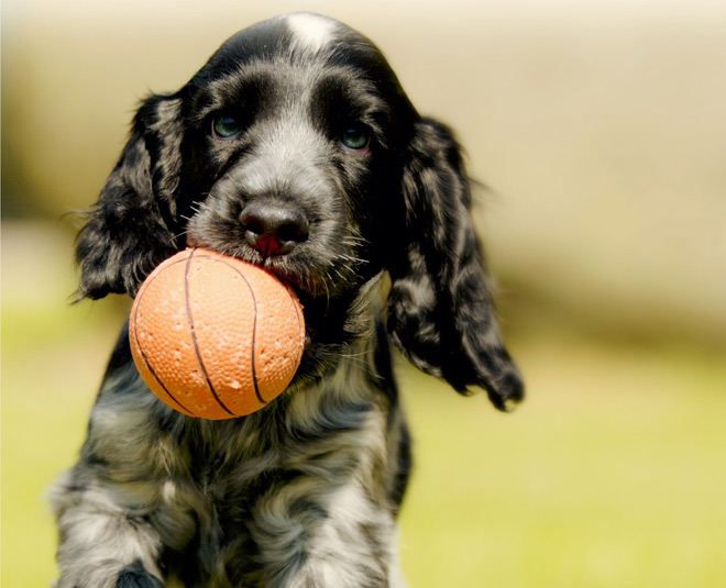 pets benefits for children