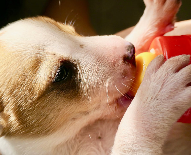 pets make children responsible