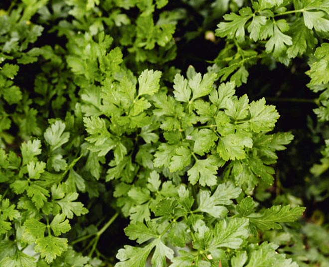 vegetables at home in container all round the year inside