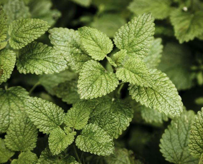 vegetables at home in container all round the year inside