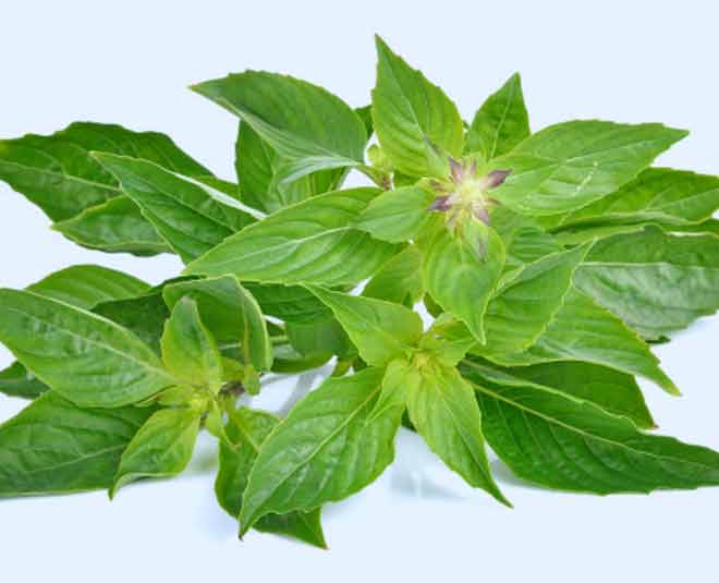 DIY Tulsi Head Steam