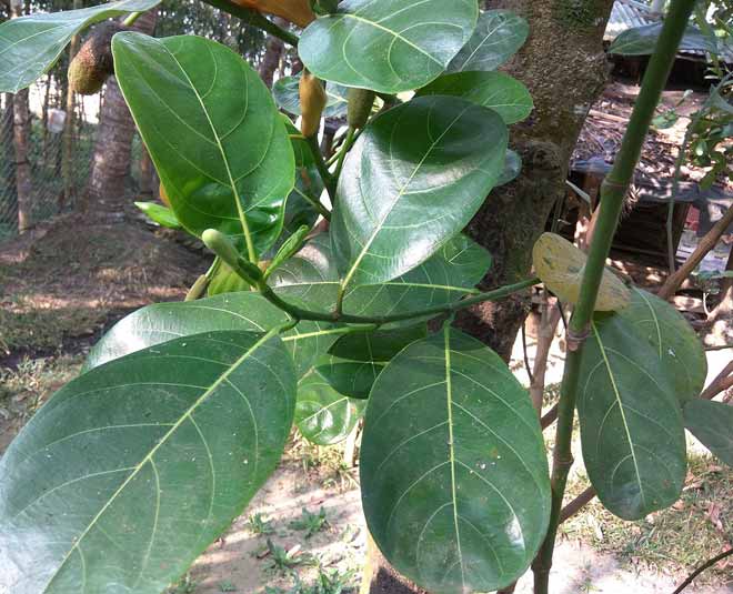 Jackfruit Leaf