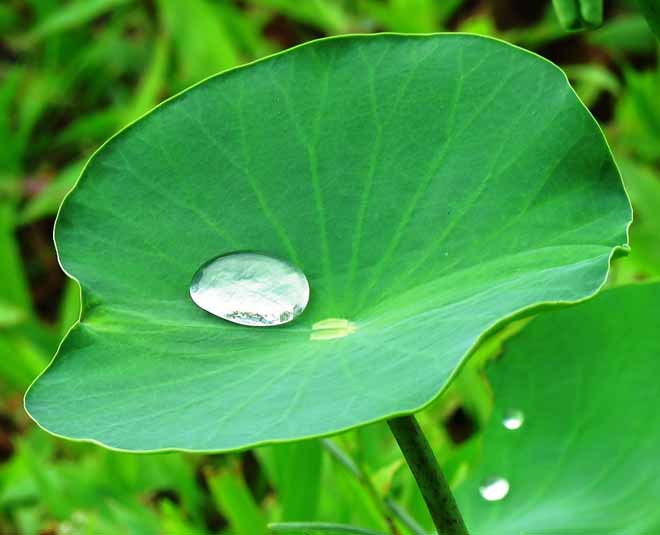 Lotus Leaf