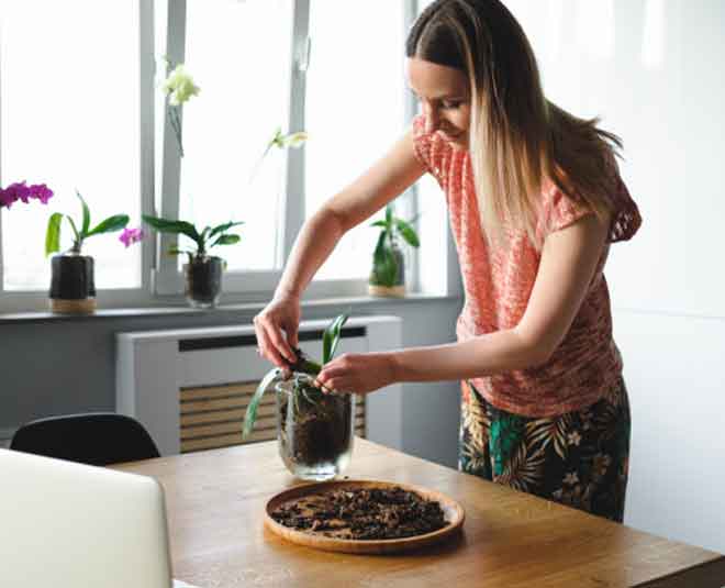 Plant Your Mom’s Favourite Plant