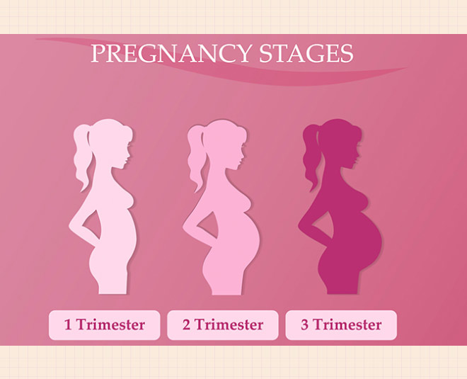 first trimester of  pregnancy inside 