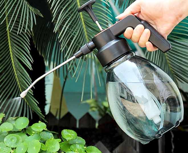 Homemade Natural Insecticide That Are Great For Your Plants In Hindi   Homemade Natural Insecticide Inside4 