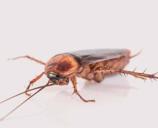 use old spice inside