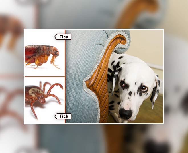 Fleas Can Trouble Your Dog Big Time, Here's How To Get Rid Of Them ...