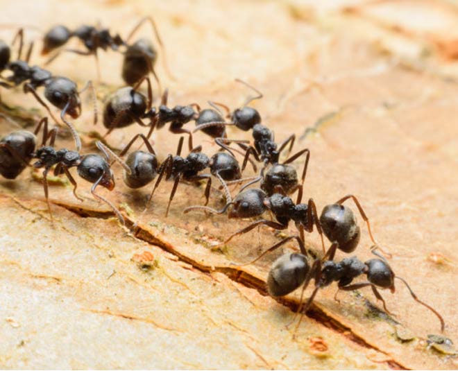 ants  in  house  astrologer  tips