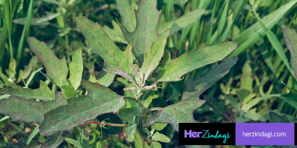 amazing-benefits-of-bathua-leaves-for-health-in-hindi-amazing