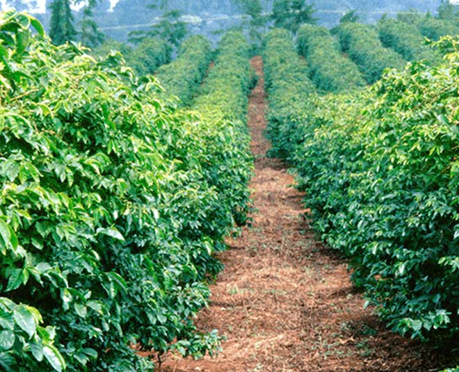 best places to visit in ananthagiri telangana coffee garden inside 