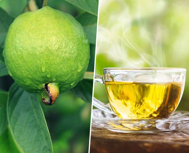 guava leaf tea  main