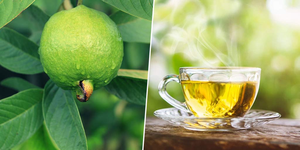 Amazing Benefits Of Guava Leaf Tea In Hindi amazing benefits of guava