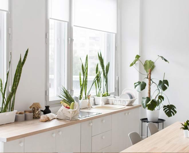 plant in kitchen