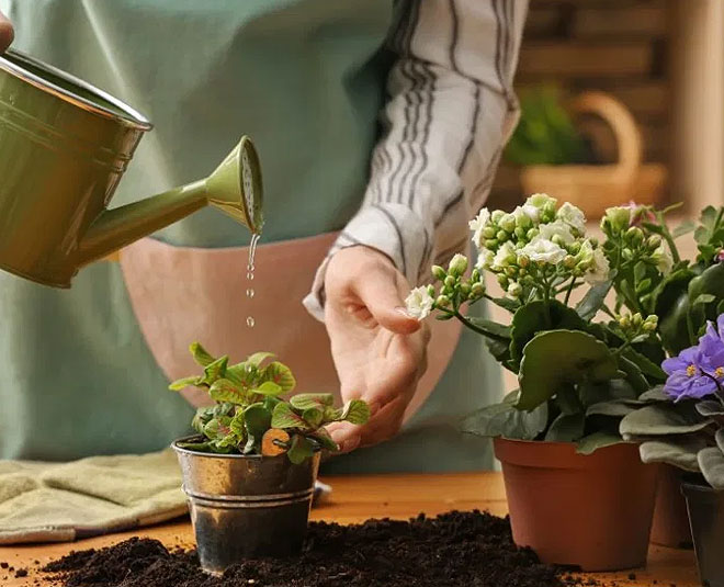 plants fresh in changing season inside 