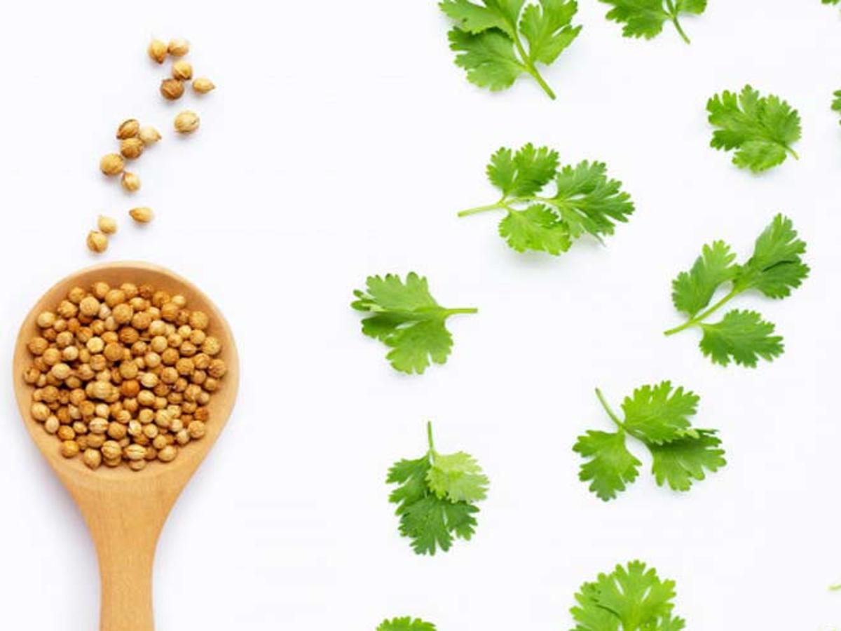Add Coriander Seeds To Your Diet For These Amazing Health Benefits |  HerZindagi