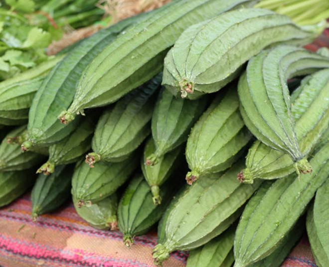 snake-gourd-benefits-for-health-snake-gourd-benefits-for-health