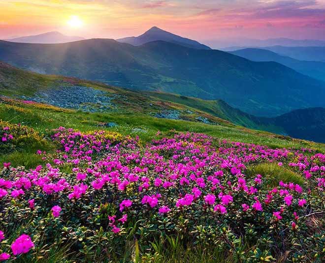 some famous valleys of india falowers valley inside 