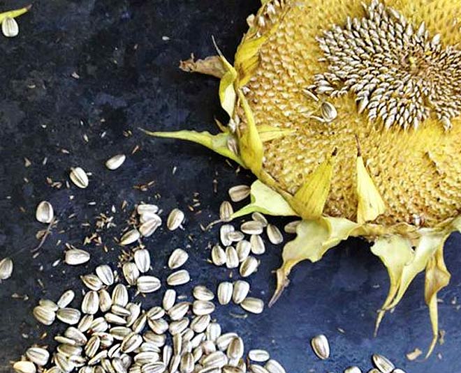 Health Benefits Of Sunflower Seeds And Why You Should Try Them | HerZindagi