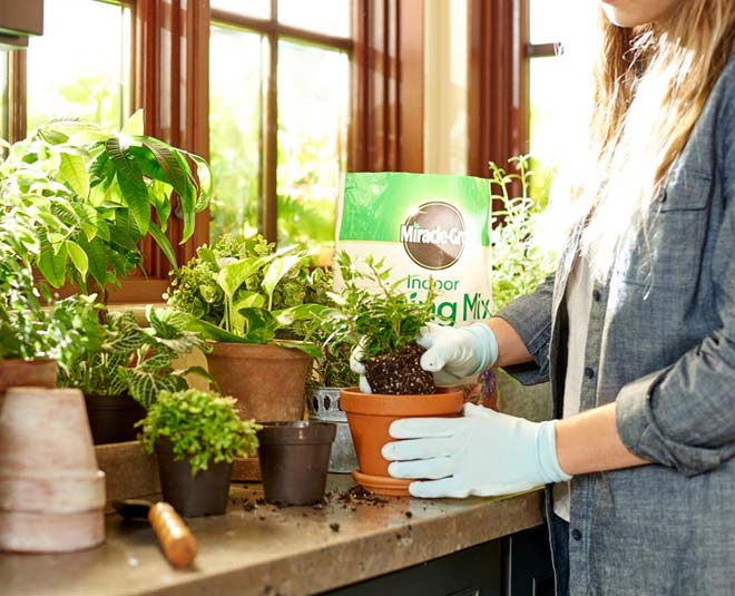 tips to keep the plants fresh in changing season inside 