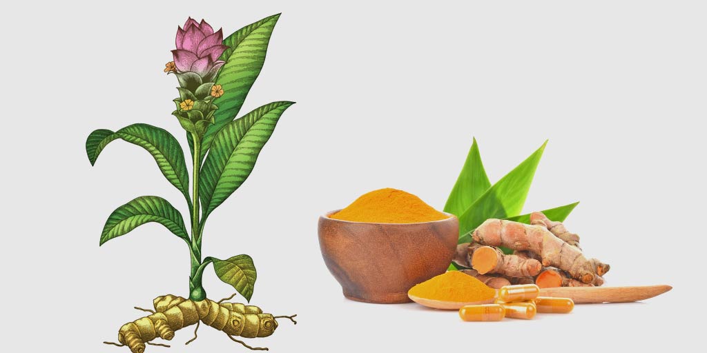 popular ways to grow turmeric plant at home