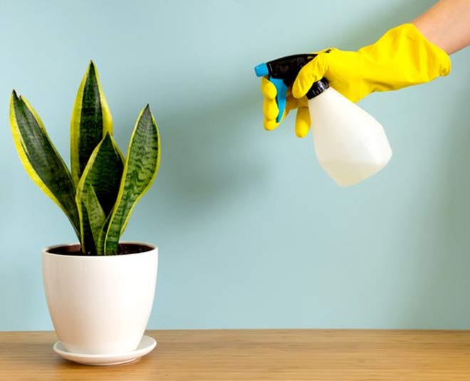 watering more is harmful