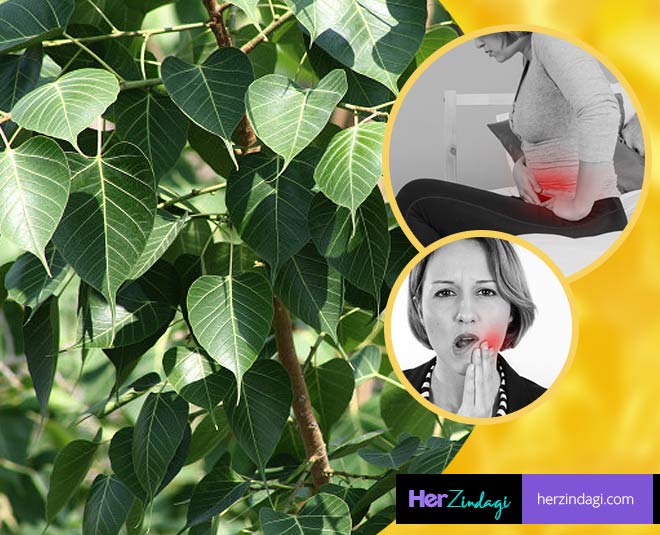 Ways In Which Peepal Tree Can Be Incredible For Your Health