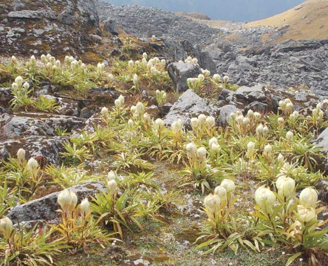 about brahma kamal flower in uttarakhand inside