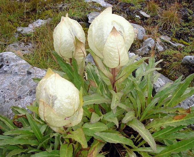 about brahma kamal flower in uttarakhand inside