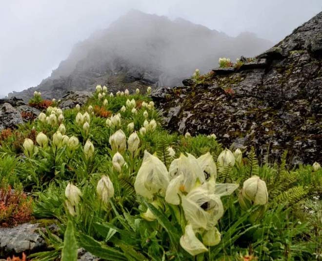 about brahma kamal flower inside