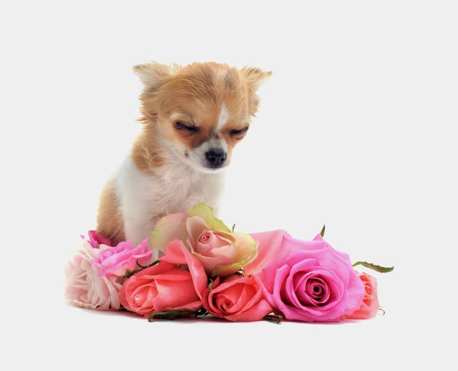 how to cope with the loss of a petinside 