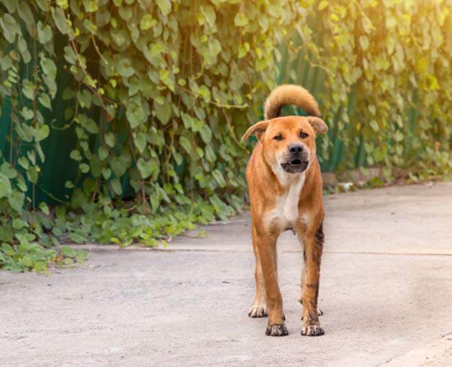 how to cope with the loss of a petinside 